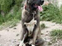 KÖPEĞİMİZİ SAHİPLENDİRİYORUZ