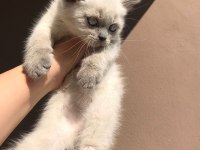 SAFKAN BLUE POİNT MAVİ GÖZ BRİTİSH ERKEK