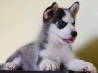 HUSKY SİBİRYA YAVRULARI
