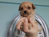 Güzel poodle yavrularımız yeni yuvalarını arıyor
