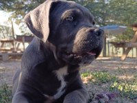 A Kaliteli Cane Corso Yavrular