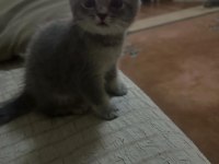 ÇOK İNSANCIL YAVRULARIMIZ