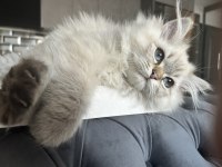 Çok oyuncu çok sıcak kanlı 4 aylık erkek british longhair