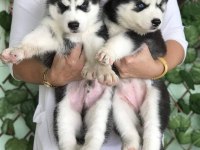 HUSKY SİBİRYA YAVRULARI