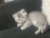 Babası Türkiye yakışıklılar olimpiyat birincisi kedimiz
