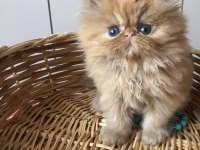 A Kalite İran Persian Bebekler