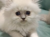 golden british shor-longhair blue point