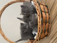 Sağlıklı British Longhair