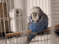3 aylık dişi show jumbo muhabbet kuşu