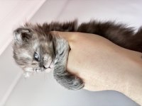 En güncel şampiyonluklarla benim maine coon devlerim