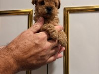 Toy poodle yavrularimiz