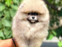 Pomeranian yavrularımız
