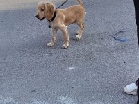 5 aylık sevimli cocker