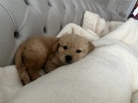 Golden retriever baby face