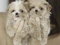 Maltipoo Safkan