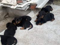Rottweiler Köpekler