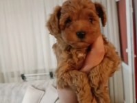 Mükemmel kalitedeki poodle yavrularımız