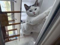 British shorthair yavru kedimiz
