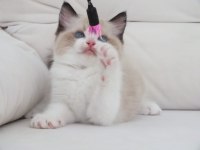 Full şecereli ragdoll yavruları