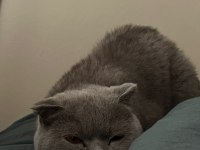 SCOTTİSH FOLD KEDİMİZ 2 YAŞINDA