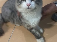 Sibirya orman kedisi 4 aylık erkek