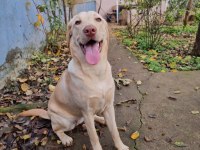 Latte Kızımıza (Labrador) Yuva Aranıyor