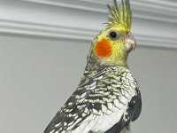 Erkek Pearl Evcil Yavru Sultan