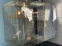 2 adet 5-6 aylık sultan papağanı
