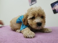 Maltipoo Yavrular Adrese Gönderim Ve Kapıda Ödeme Vardır