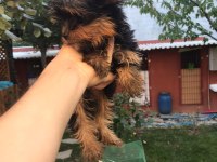 Terrier Yorkshire Yavrularımız Tüm İllere