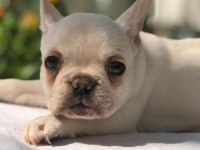 Ankara exotic french bulldog