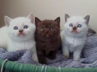 Çikolata Ve Çikolata Point British Shorthair Ponçiklerim