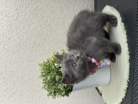 British Shorthair Yavrular