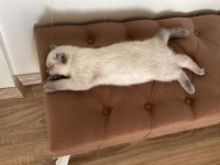 3 aylık tosun paşam british shorthair