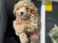 En güzel wc eğitimli aşılı karneli maltipoo yavrular