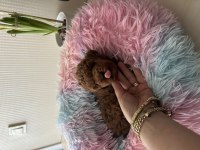 Ev doğumu toy poodle bebiş