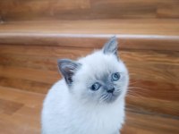 Erkek blue point cinsi erkek 3.5 aylık british shorthair