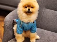 Teddy Bear ERKEK Pomeranian BOO ÜST KALİTE