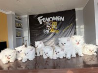 KEDİ DÜNYASINDAN RENK RENK BRITISH YAVRULAR ANKARA