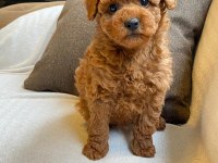 Red Brown Toy Poodle Yavruları İstanbul