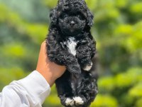 Benimle tanışmadın mı hala maltipoo