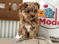 Petmode köpek çiftliğinden tea cup morkie