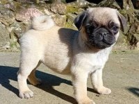 Harika Pug Bebekler
