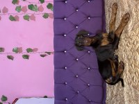 Aşılı orijinal dişi doberman yavruları