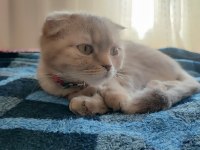 2 yaşında Scottish Fold