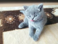 07.04.2023 Doğumlu British Shorthair Yavrular