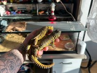 Uromastyx geyri - Uromastyx dispar flavifasciata