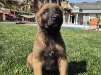 Efsane Belçika Malinois Yavruları İstanbul