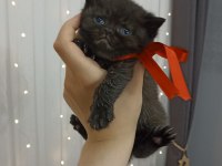 Pofuduk british shorthair bebekler