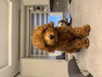 Erkek Toy Poodle